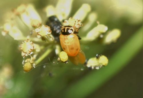 Hippodamia variegata